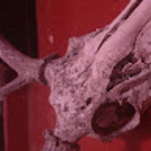 Meet your Posher, Cecilia